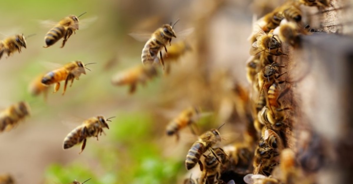 02 – Bal Arılarında Davranış