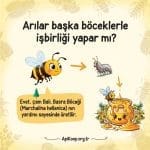 çam balı böceği nedir?