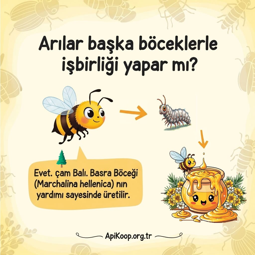 Basra Böceği (Marchalina hellenica) Nedir?Çam Balı Nereden Gelir?